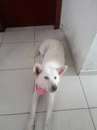 Doa-se uma cadela, raça é uma akita. O nome dela é puma. * só chamar interessado