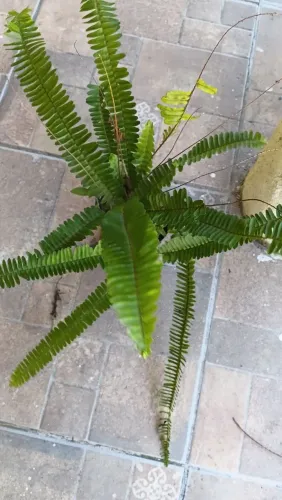 Plantas