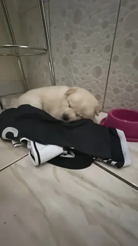 Cachorrinha filhote 