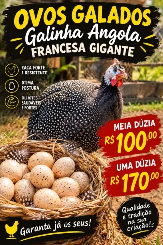 Galados galinha Angola francesa gigante