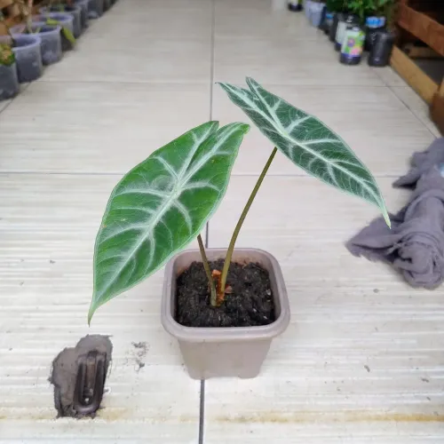 Lindas plantinhas