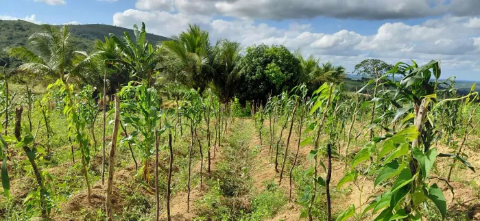 Terreno Rural com Sítio - 3 Tarefas de Terra Fértil em Malhador/SE