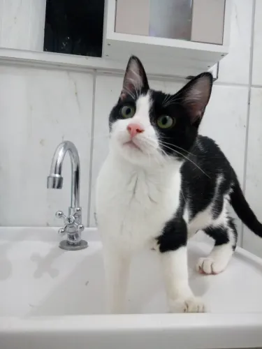 Doação gato fêmea 