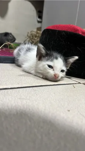 doando filhote de gata