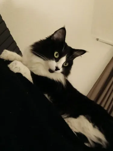 Doação/Adoção de gato macho