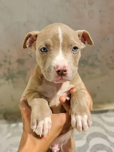 Filhotes Pitbull Red Nouse
