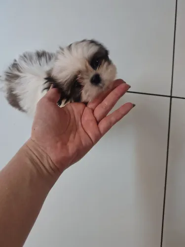 Shitzu