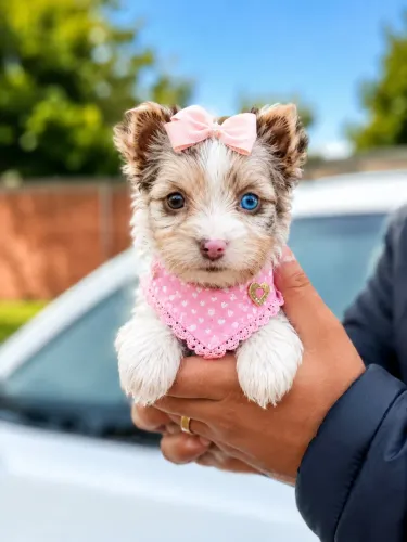 Uma perfeitinha yorkshire fêmea merle 1 olho azul!