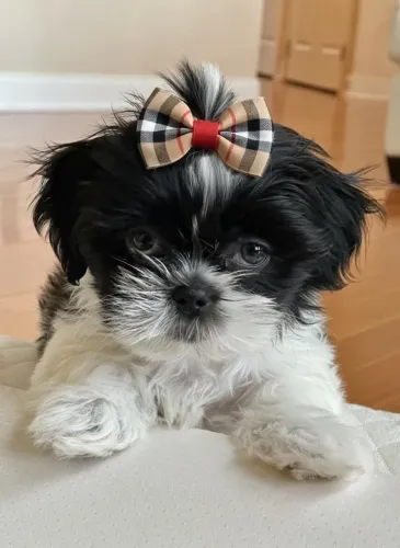Shih Tzu Cachorrinho para quem não abre mão de companhia
