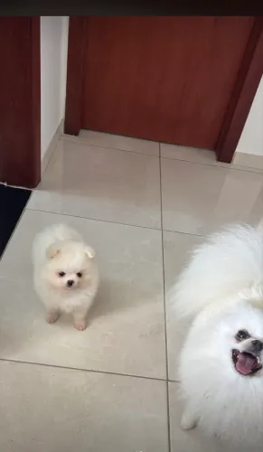 Spitz anão 