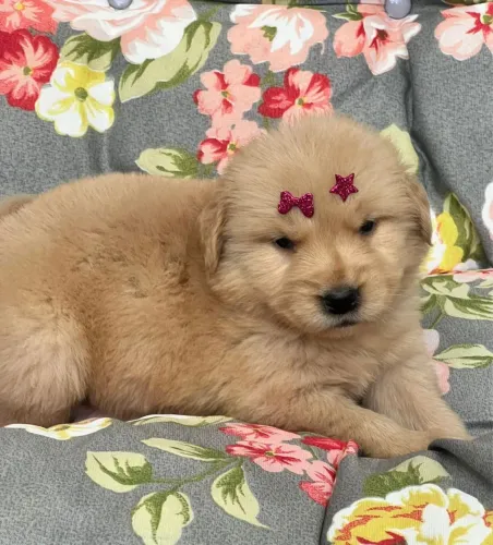 Golden retriever disponível