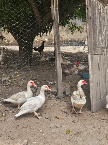 Vende-se patas