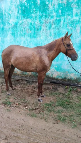 Égua baxeira 