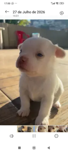 Lindo Filhote de Chihuahua 