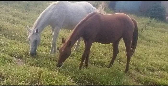 Vendo Égua QM com registro é alazã da foto