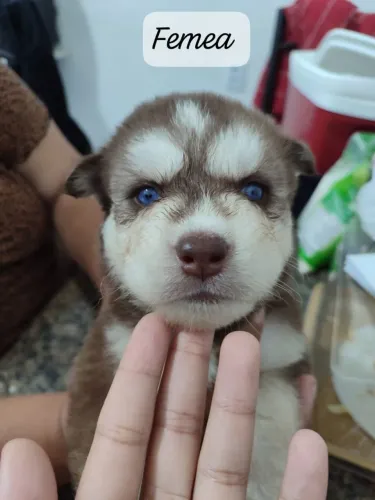 Husky siberiano Fêmea