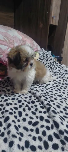 Linda fêmea de shihtzu disponível