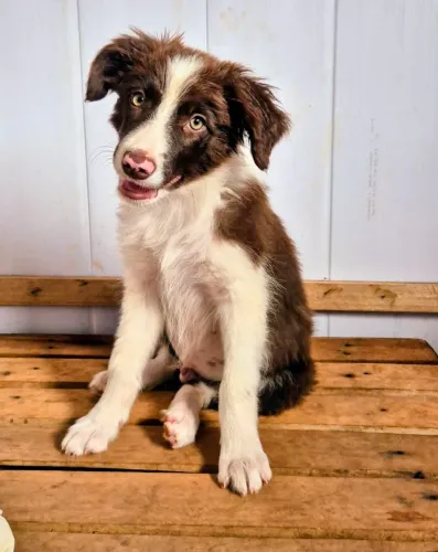 LINDOS FILHOTES DE BORDER COLLIE
