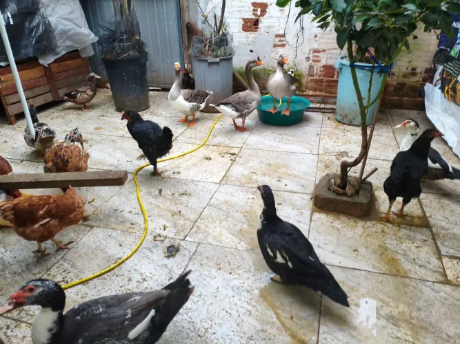 Vendo galinha poedeira. Casal de pato, Angola e ganso.