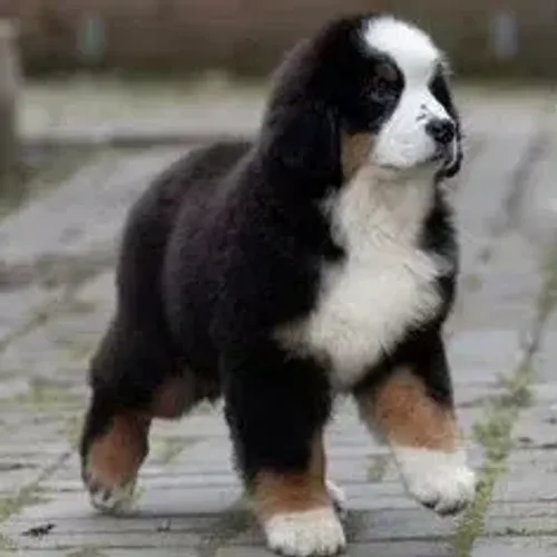 Bernese Mountain Dog,Bernese Mountain Dog Filhote Disponível Entrega Facilitada