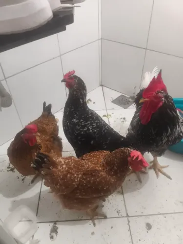 1 galo gsb 3 galinhas gsb