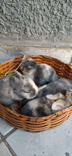 Coelhos da Raça Mini Lop