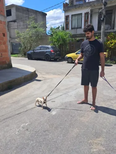Chihuahua fêmea pet