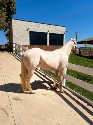 Cavalos