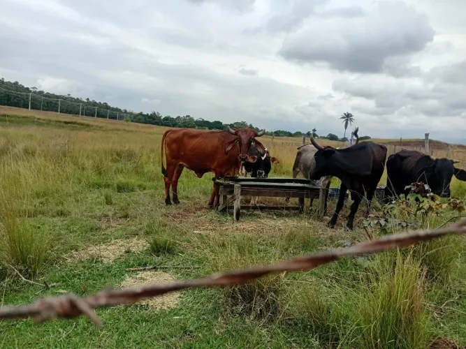 Combo de vacas