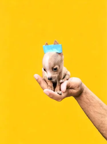 Pinscher mini 