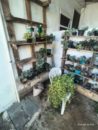 Plantas suculentas