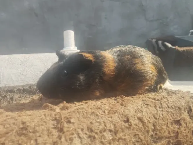Porquinho da índia