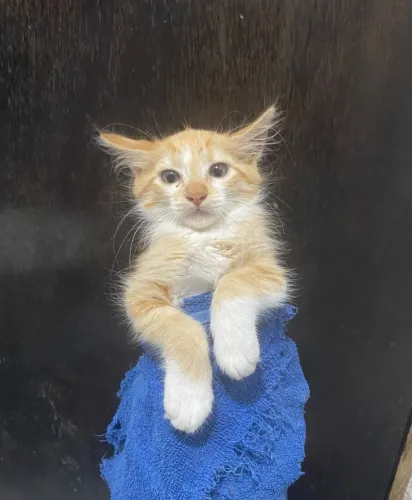 Gatinha Filhote para Adoção Responsável 