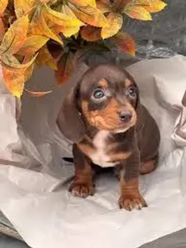 Dachshund: Fotos e Vídeos Atualizados da Ninhada