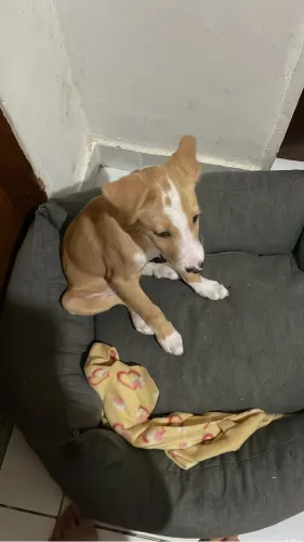DOAÇÃO DE FILHOTE