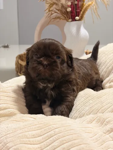 Shih Tzu chocolate