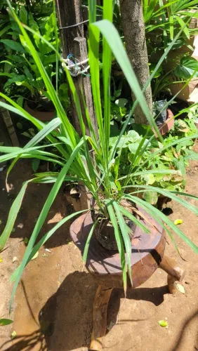 Plantas para chá, aromáticas, capim santo, capim limão 