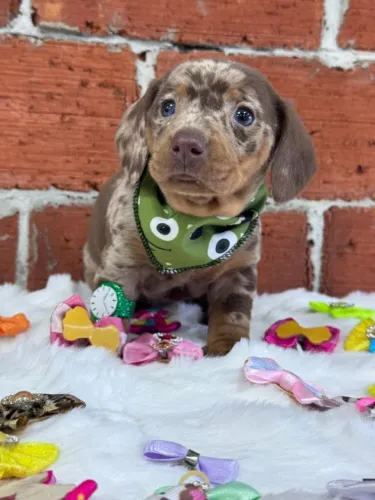 dachshund com 50 dias