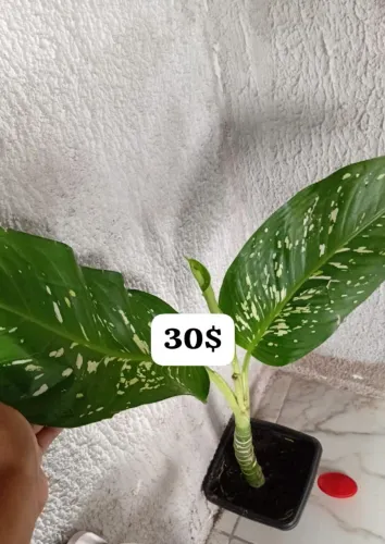 Comigo Ninguém Pode 