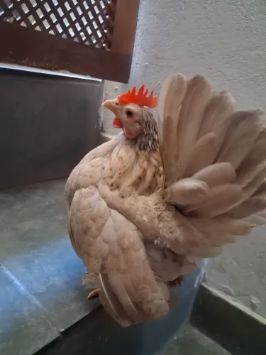 Galinha Serama