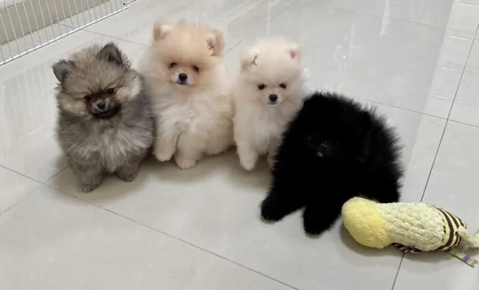 Filhotes de lulu da pomerania