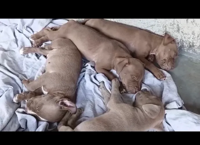 Cachorro