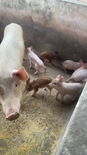 Porquinhos filhotes- doação