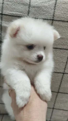 Fêmeas Spitz alemão (Lulu da Pomerânia)