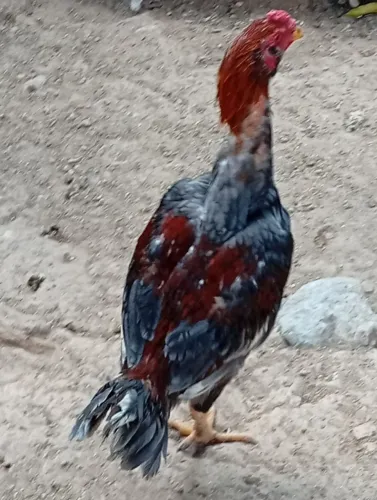 .galos e frango 