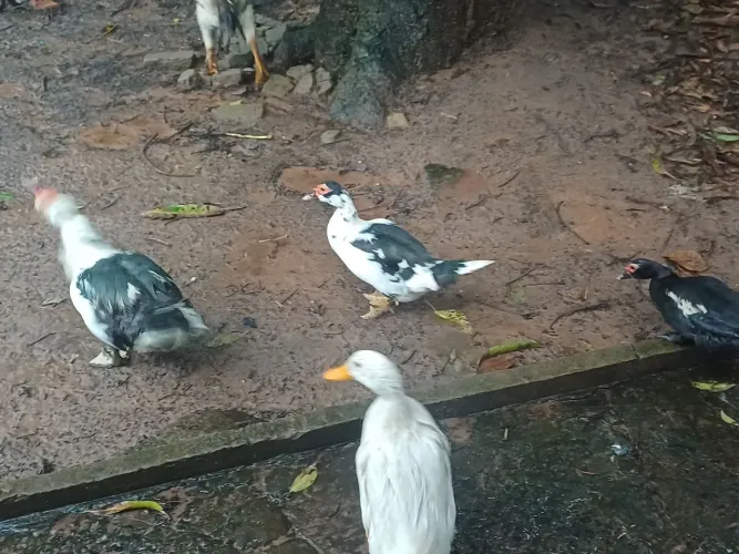 Vendo Pato 