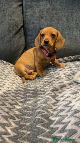 Bebezinho dachshund/teckel/basset/salsicha/cofap brincalhão e saudável