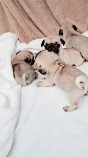 Pug Filhotes