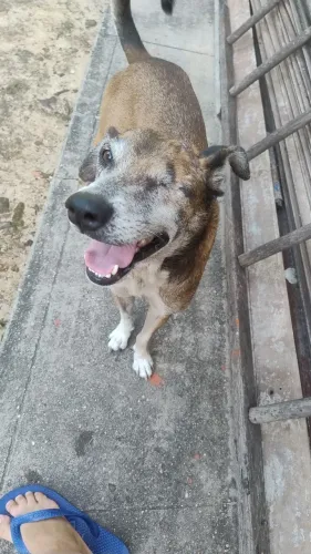 Adoção responsável
