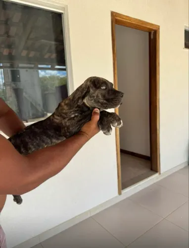 Filhotes de Cane Corso, já vermifugado. *